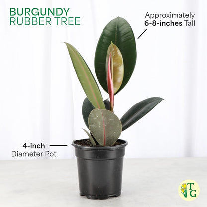 Thorsen's Greenhouse Ficus elastica, Live Indoor Plant, Rare Variety, Natural Air Purifier, Burgundy Rubber Plant, 4-Inch Diameter Pot (Copper)