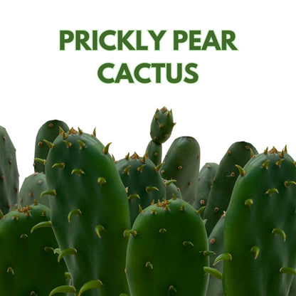 BubbleBlooms Opuntia ficus-Indica, Prickly Pear Cactus, Rare Cactus in a 4 inch Pot Well Rooted
