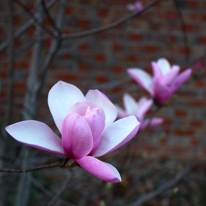 Jane Magnolia Tree Live Plant, 2-3' Tall in 3 Gallon Pot, Hardy Fragrant Flowering Magnolia Plants for Outdoor Gardening, No Ship to CA
