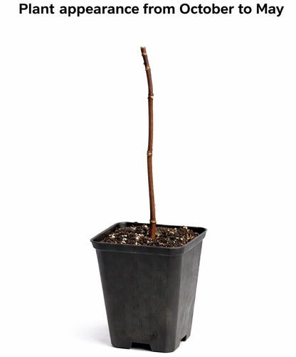 2 Paw Paw Trees Plants, Live Pawpaw Tree Plant - Banana Fruit - Asimina Triloba - Pawpaw Plants- 3.25" Pot