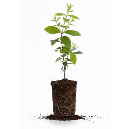 Honeyberry Bush Plant, 6-8 Inch Tall Sweet Blue Honey Berry Tree, Perennial Haskap Plant