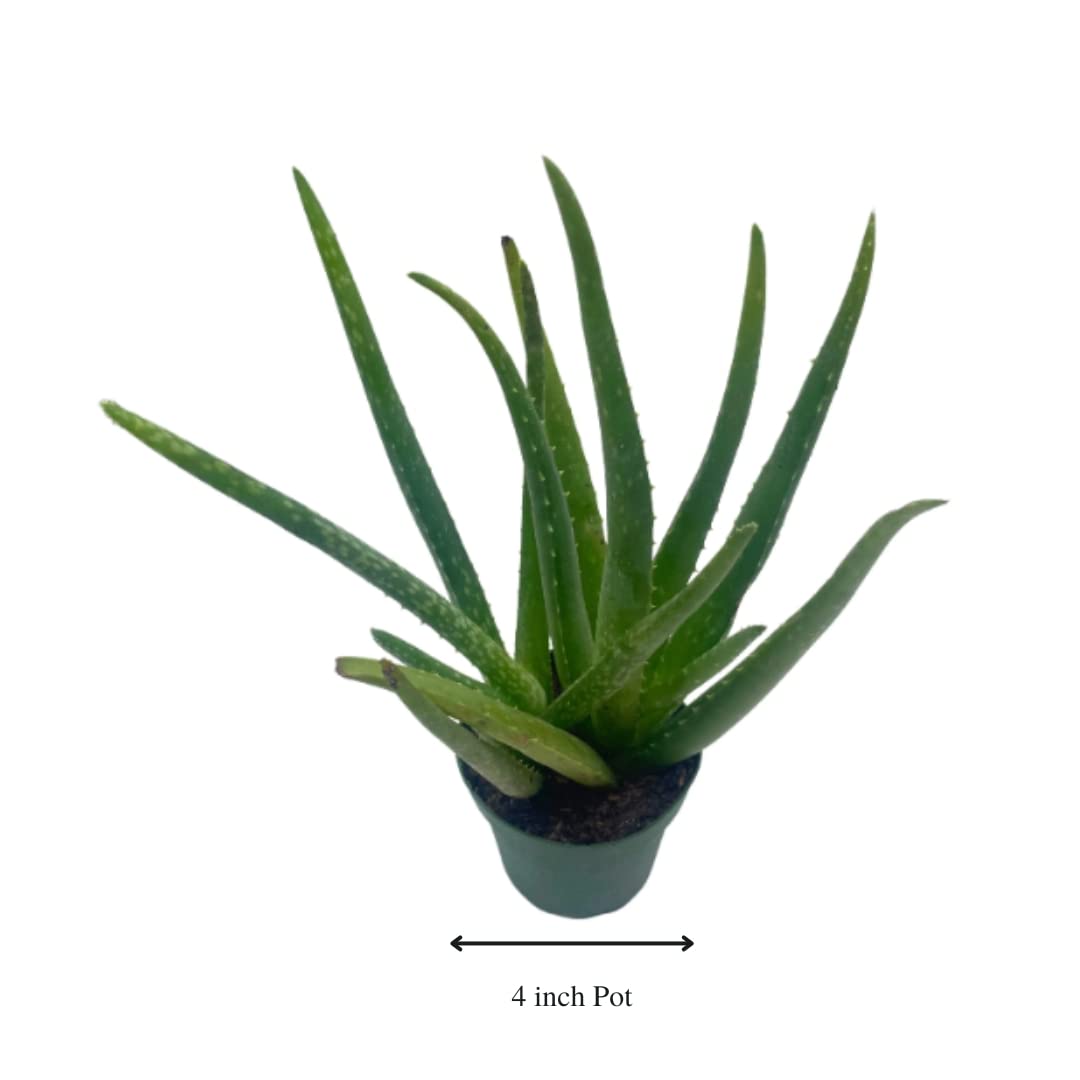 BubbleBlooms Aloe Vera Plant in a 4 inch Pot