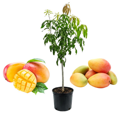 Valencia Pride Mango Trees Live Plants | 2.5–3 Ft Tropical Mango Variety | Fresh, Juicy Mango Fruit Tree for Yard & Patio | No Ship to CA,HI,AK