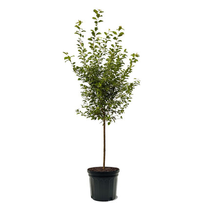 Apricot Plum, Unique Hybrid Plum with Apricot-Like Flavor and Juicy Flesh for Fresh Eating, 3-4 ft Tree Height, 7 gal. Grower Pot (Due to Agricultural Laws, we Cannot Ship to CA, AZ, AK, or HI)