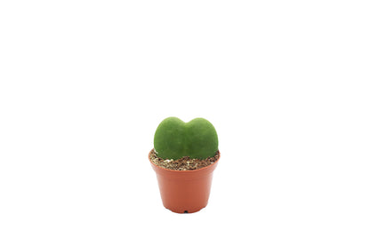 Hoya Kerrii Single Leaf - 3" from California Tropicals
