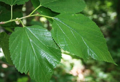 24-36" Tall Red Mulberry (Morus rubra) Plant, Bare Root