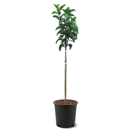 American Plant Exchange Fuji Apple Tree, 5 Gallon Pot, 3-4 ft Tall, Live Outdoor Fruiting Plant, Sweet & Tart Fruit