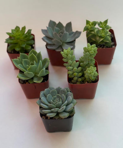 Live Succulent Plants, 2 Inch Mini Potted Assorted Varieties, Indoor Garden Collection (20)