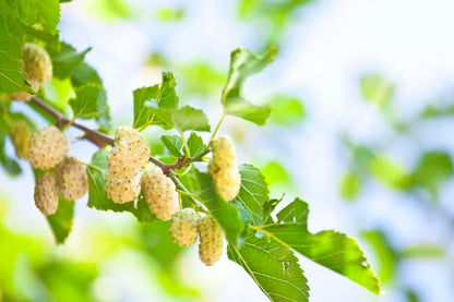 Starter Live Plants of White Mulberry Tree (Morus Alba) - Beautiful All Year Round - USDA Zones 4 to 8 (3 Plants)