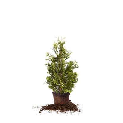 Perfect Plants Thuja Green Giant Live Plant, in 3 Gal. Grower's Pot, Includes Care Guide