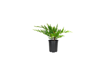 Green Sargent Juniper | 3 Live 4 Inch Pots | Juniperus Chinensis | Drought Tolerant Cold Hardy Evergreen Groundcover Plants