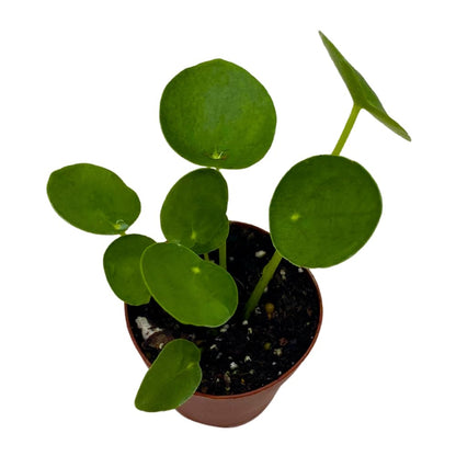 BubbleBlooms Chinese Money Plant Pilea Peperomioides in a 2 inch Pot