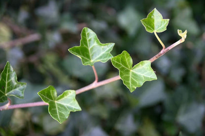 English Ivy Globe - Live Plant in a 4 Inch Pot - Hedera Helix - Florist Quality - Beautiful Easy Care Indoor Air Purifying Topiary Houseplant Vine