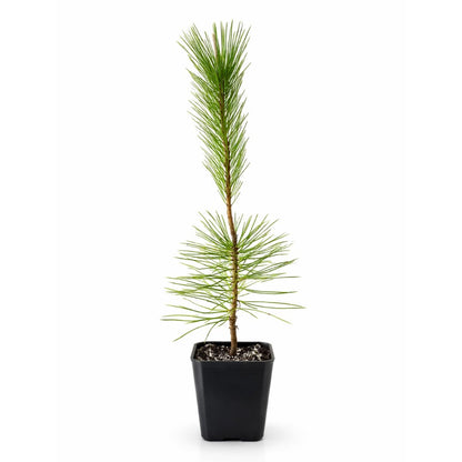 My Shelfie - Japanese Black Pine Bonsai Tree, Tall Bonsai Tree Live, Live Plants for Outdoor or Indoor Garden, 2-Inch Pot