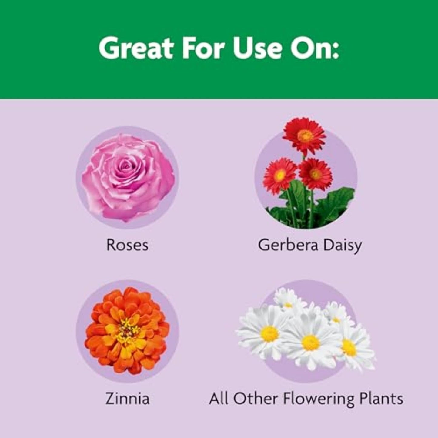 Miracle-Gro Shake 'n Feed Rose & Bloom Plant Food - Long-Lasting Granular Fertilizer, Feeds 3 Months - 4.5 lbs.