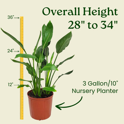 Tropical Plants of Florida Bird of Paradise Live Plant Orange Flower - 3 Gallon 30 to 36 Inch Tall Indoor Outdoor Tropical Foliage Plant
