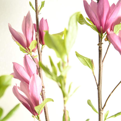Perfect Plants Jane Magnolia Live Plant, 3 Gallon, Includes Care Guide
