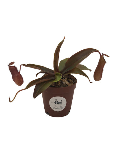 Nepenthes 'Rebecca Soper' Tropical Carnivorous Pitcher Plant