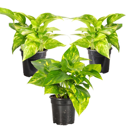 Thorsen's Greenhouse Golden Pothos, Live Indoor Vining Plant, Easy to Grow, Variegated Houseplant, Natural Air Purifier (3 Pack Nursery Pots, 4-inch Pot)