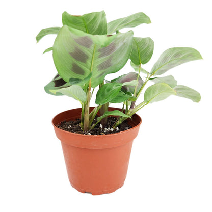 Maranta Green Prayer Plant - Maranta Leuconeura 4'' | Easy to Grow Houseplant | Live Healthy Houseplant for Home Office Decoration (4'' + Plastic Pot)