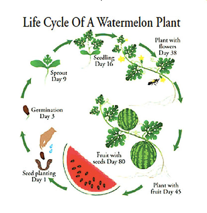 Georgia Rattlesnake Watermelon Seeds - Large Heirloom Watermelon