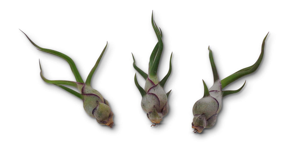 Air Plants Tillandsia Bulbosa 3 Pack by CTS Air Plants