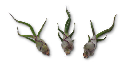 Air Plants Tillandsia Bulbosa 3 Pack by CTS Air Plants