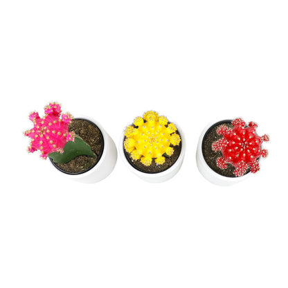 Grafted Cactus Plants Live in White Plant Pots (3 PK), Live Cactus Plant in Cactus Soil Potting Mix, Live Mini Cactus Succulents Plants Live Cacti, Cactus Pots with Live Succulents by Plants for Pets