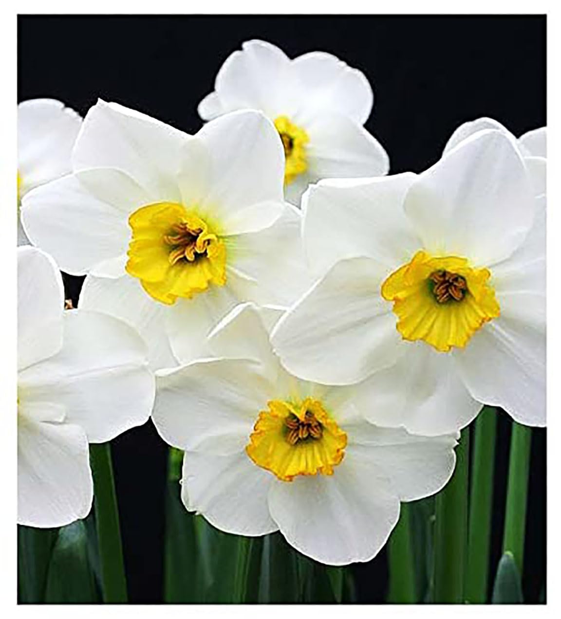 10 Jamestown Narcissus Bulbs - Top Size Daffodil Bulbs