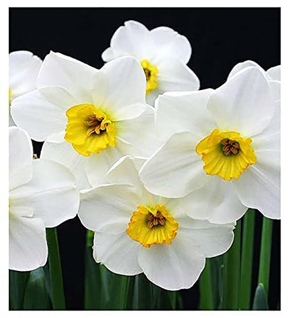 10 Jamestown Narcissus Bulbs - Top Size Daffodil Bulbs