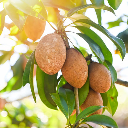 Sapodilla Tree Live Plant for Planting 2 to 3 Feet, in 3 Gallon Pot, Sapodilla Plant Live Ready to Grow, No Shipping to CA