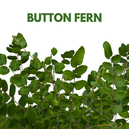 BubbleBlooms Button Fern in a 4 inch Pot Pellaea rotundifolia