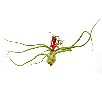 ragnaroc Air Plants - Flowering Tillandsia Bulbosa Belize, Giant 7-9" - 5ct - Live Arrival Guaranteed - House Plants for Home Decor & Gift