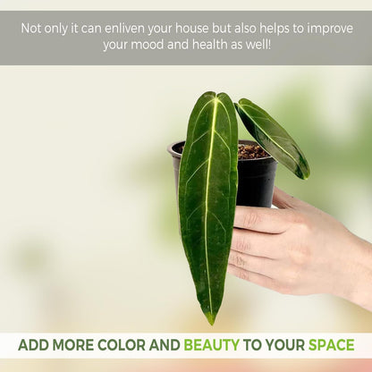 LEAL PLANTS ECUADOR Anthurium Warocqueanum & Philodendron Mamei Silver (Pack of 2), Rare Exotic Indoor Plants | Air-Purifying & Easy-Care Houseplants| Perfect for Home & Office Décor