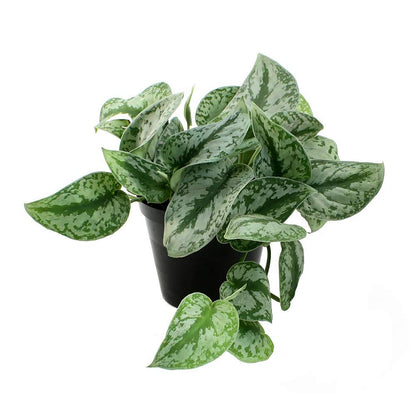 American Plant Exchange Silver Splash Pothos – Live 6-Inch Potted Satin Pothos Vine, Easy-Care Air Purifying Houseplant, Fast-Growing Indoor Plant for Home, Office & Modern Tropical Indoor Décor
