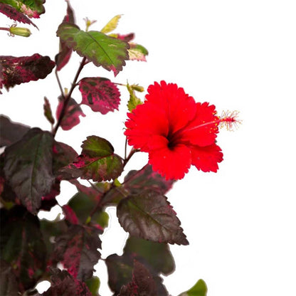 American Plant Exchange Hibiscus 'Red Hot' Plant – Live Flowering Bush, 10-Inch Pot, Tropical Variegated Red Blooms for Garden Beds, Patios, and Outdoor Landscapes