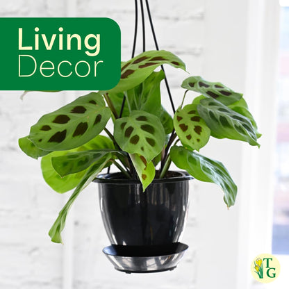 Thorsen's Greenhouse Green Prayer Plant, Live Indoor Plant, Pet Friendly, Uncommon Houseplant, Green Maranta, Easy to Grow, 4" Diameter Pot (Lavender)