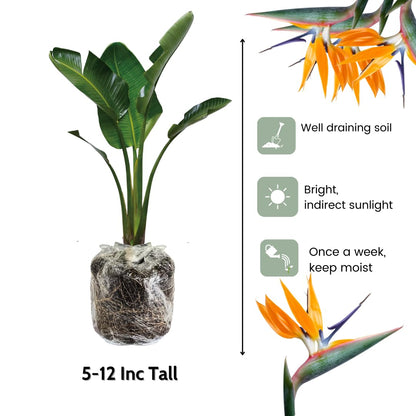 2 Yellow Bird of Paradise Live Plants, Strelitzia Reginae Well-Rooted Tropical Perennial Blooming, 5-9 Inches Houseplant Decor Indoor Outdoor, No Pot