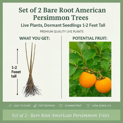 2 Bare Root American Persimmon Trees Live Plants, Dormant Seedlings 1-2 Feet Tall, Cold Hardy Fruit Trees for Planting, Zones 4-9