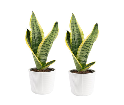 Costa Farms Snake Plant Live Houseplants (2-Pack), Sansevieria in Decor Pots, Live Indoor Plants for Low Light, Easy Care Succulents for Plant Shelf, Home Decor & Office Desk, 8-12 Inches Tall