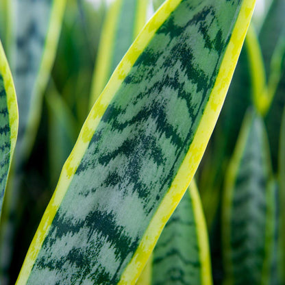 Perfect Plants Snake Plant Sansevieria Trifasciata Laurentii 16in Tall | Easy Care Houseplant | Perfect for Low to Bright Light Conditions, 6 in Grower's Pot