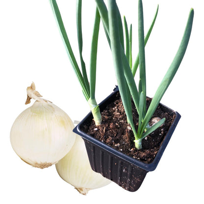 Smoke Camp Crafts White Onion Plants, Live Seedlings, 2.5-inch Pot