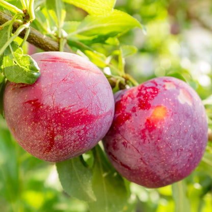 Plum Tree Live Plant, 1 Year Old Plum Trees Sweet Fruits Bare Roots, 6-12" Tall, Cold Hardy, Dormant in Winter