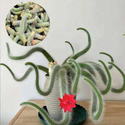Monkey Tail Plant Live for Planting, Home Decoration Monkeys Tail Cactus, Size 6-8 Inches, No Pot