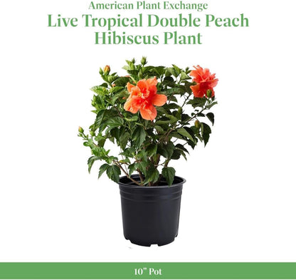 American Plant Exchange Hibiscus 'Double Peach' Plant – Live Flowering Bush, 10-Inch Pot, Tropical Double Blooms for Garden Beds, Patios, and Outdoor Landscapes