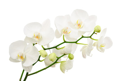 Surprise Moth Orchid Plant - Phalaenopsis - 2" Pot - Easy House Plant