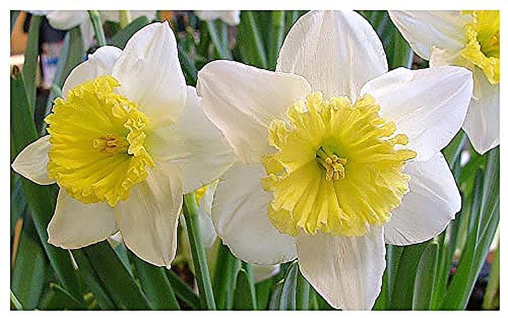 10 Jamestown Narcissus Bulbs - Top Size Daffodil Bulbs