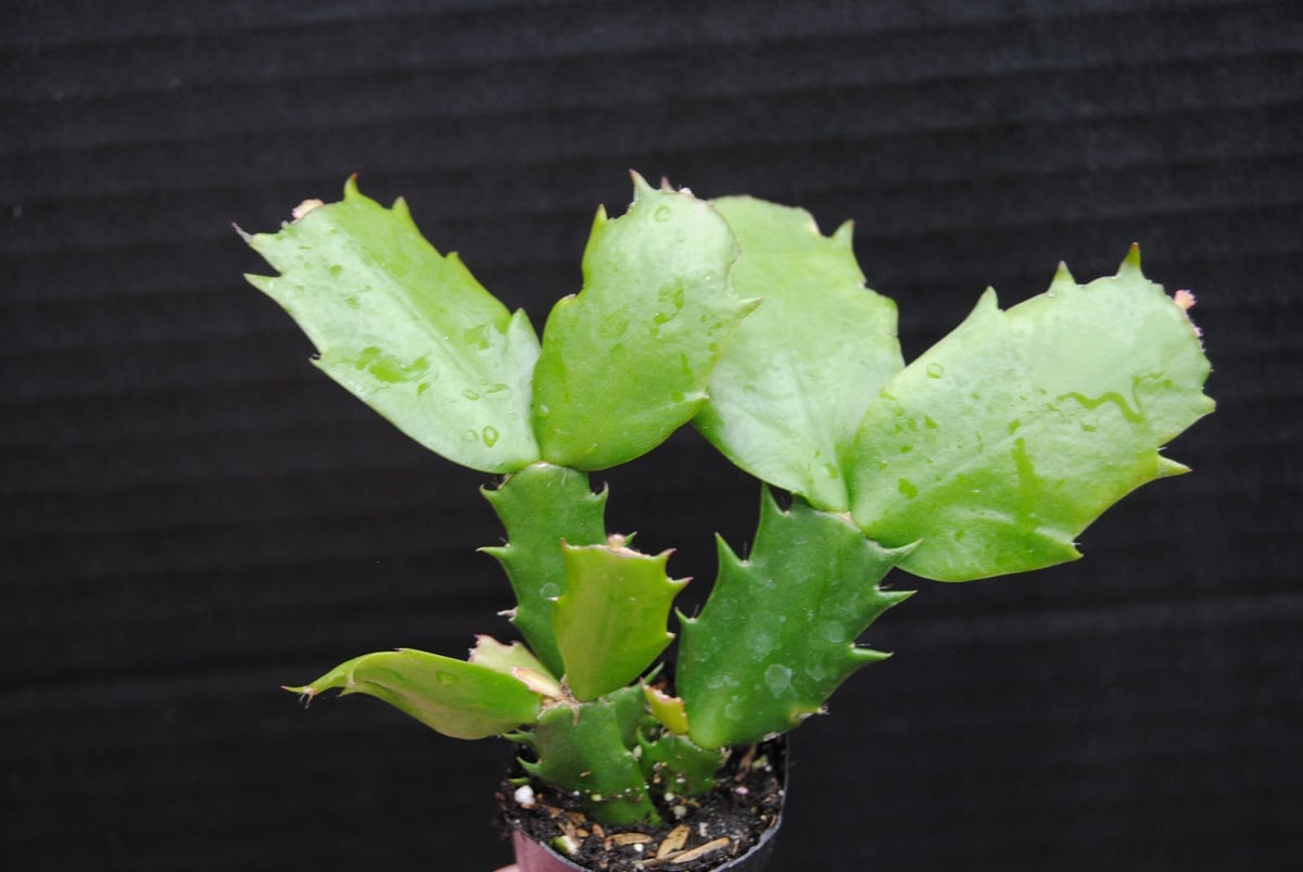 Live Plant - Christmas Cactus Starter Plant Carmesim Brazi