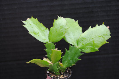 Live Plant - Christmas Cactus Starter Plant Carmesim Brazi