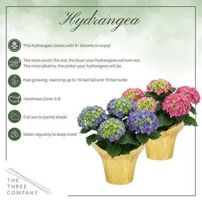 Live Flowering Hydrangea - Shades of Blue, 5+ Beautiful Blooms, 1.5 Qt Pot with Deco Cover, 12" Tall by 8" Wide